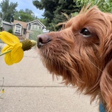 Entry image for Ruby 