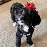 Entry image for Theodore