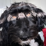 Entry image for Theodore