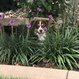 Entry image for Izzy Mae