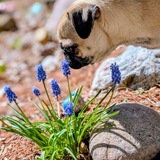 Entry image for Elbie