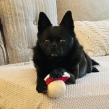 Entry image for Bean