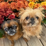 Entry image for Ginger & Cheeto