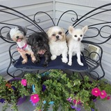 Entry image for Daisy, Violet, Brody and Bugsy (aka Gremmy Nation)