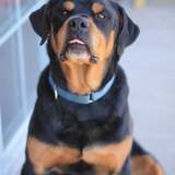 Entry image for Charlie the Gentle