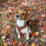 Entry image for Sidney