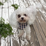 Entry image for Thomas