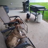 Entry image for Ripley and kika. Rescued from high kill shelter