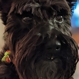 Entry image for Minnie