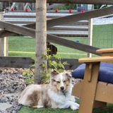 Entry image for Maizey