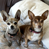 Entry image for Misha and Serena