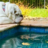 Entry image for Miss Pearl Rose