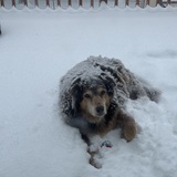 Entry image for Buster