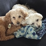 Entry image for Ginger and Rani