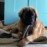 Entry image for Percy 