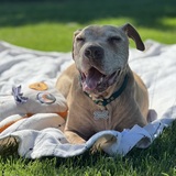 Entry image for Boss