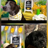 Entry image for Jessie, Sadie & Gracie