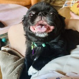 Entry image for Betty (Bitty NMDR)