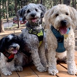 Entry image for Gracie, Sadie, Oakley