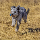 Entry image for Sadie