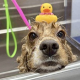 Entry image for Darby (NMDR Lady)