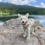 Entry image for Flint