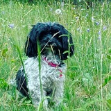 Entry image for Lucy (NMDR Pearl)