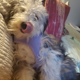 Entry image for Poppy