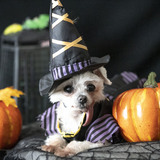 Entry image for Shotzie