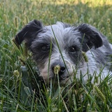 Entry image for Slim Jimmy