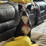 Entry image for Maxr