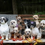 Entry image for Tiny Mighty Dream Team