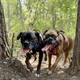 Entry image for Brutus and Boston 