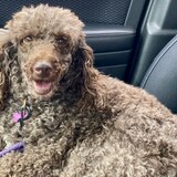 Entry image for Birdie