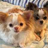 Entry image for Petal Anne and Sarah Jane