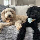 Entry image for Winnie & Scout