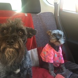 Entry image for Roscoe and Becca Sue