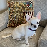 Entry image for Piper