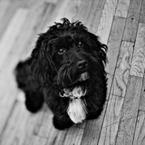 Entry image for Lucas