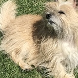 Entry image for Rosalee