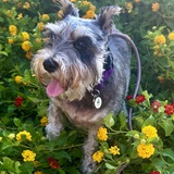 Entry image for Bella