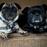 Entry image for Berkeley, Buffy (NMDR), Lil Bit (NMDR)