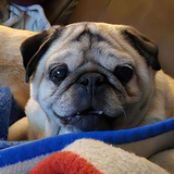 Entry image for Buddha