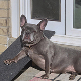 Entry image for Violet