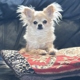 Entry image for Fancy Fay