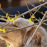 Entry image for Kira