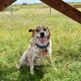 Entry image for Diesel Strader