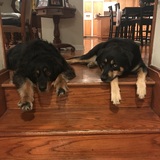 Entry image for Massif and Duke