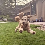 Entry image for Copper