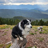 Entry image for PEARL (NMDR Pearl)